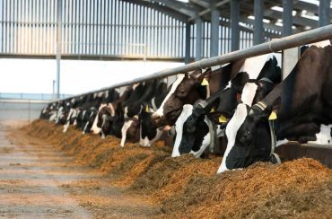 شاخص های آسایش گاو و عوامل موثر بر آنها در گله های گاو شیری