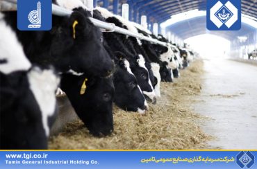 رکورد شکنی تولید روزانه شیر خام در شرکت کشت و صنعت و دامپروری ارس دام آرشام ماکو
